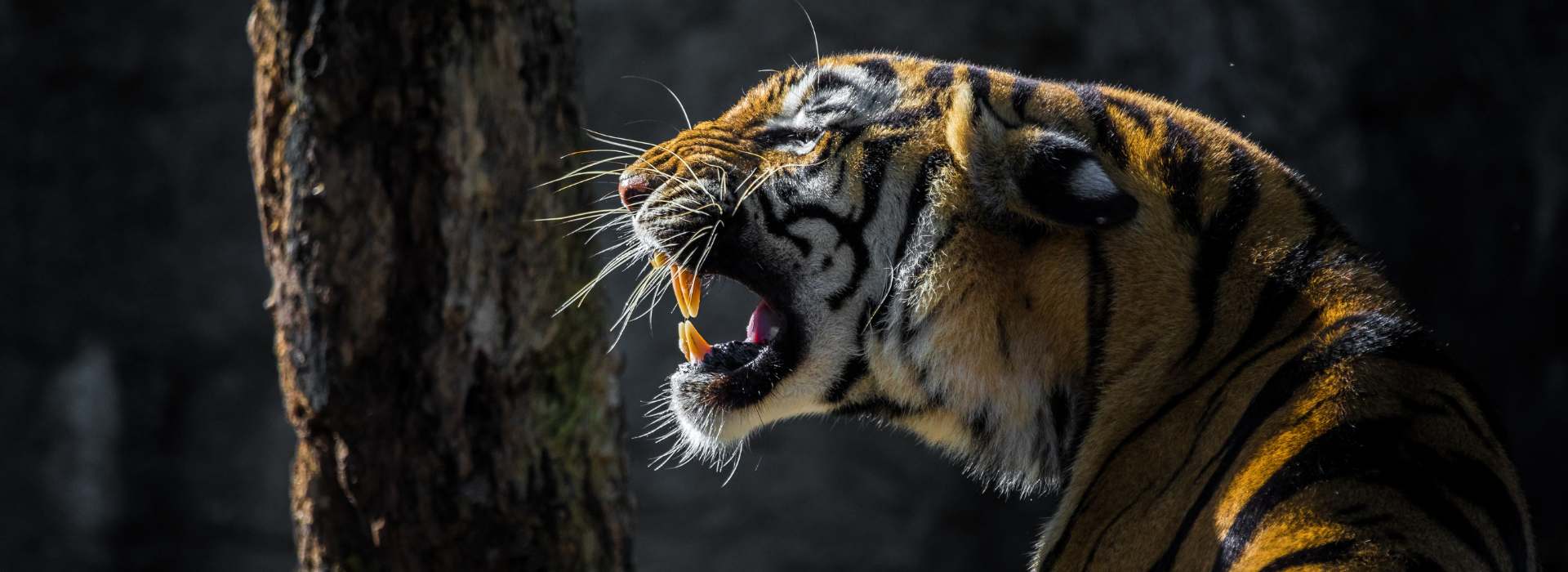 4 Days Ranthambore Tour from Jaipur – Tiger Safari Adventure with India Trip Advice