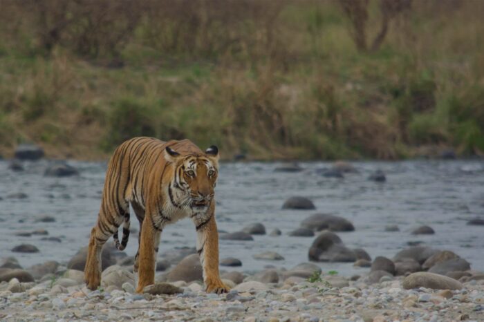 Jim Corbett Tour