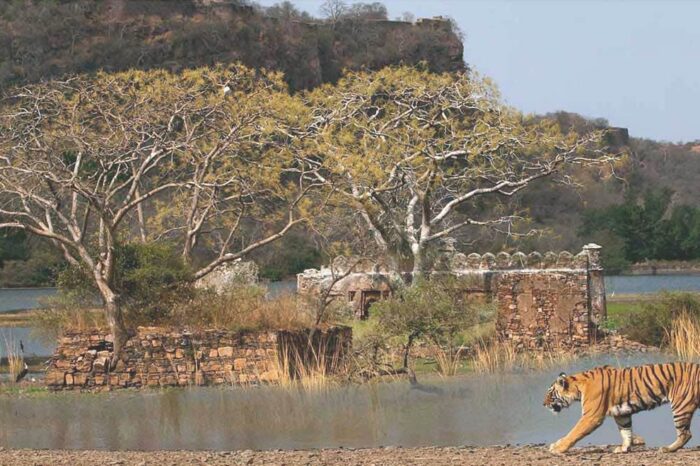 4Days Ranthambore Tour From Jaipur