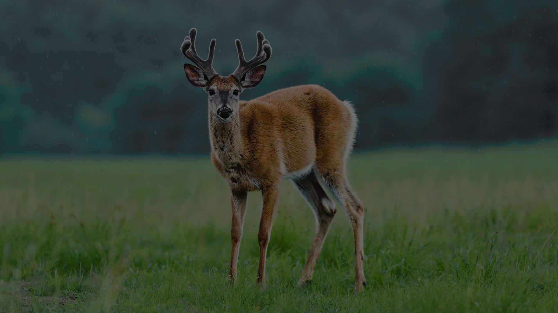 Wildlife Tour - Welcome To India Trip Advice